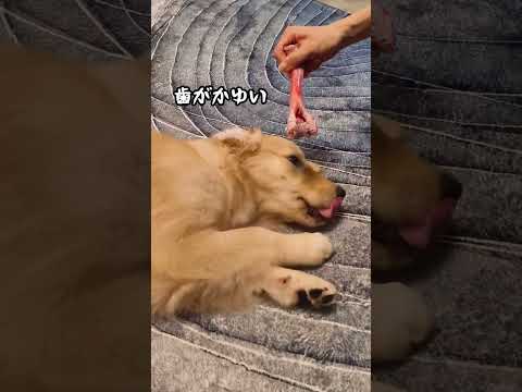 歯抜けのルピシア#ゴールデンレトリバー仔犬 #ゴールデンレトリバーのいる生活 #大型犬