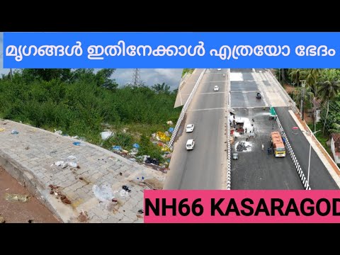 NH66 KASARAGOD/മനുഷ്യരേക്കാൾ എത്രയോ ഭേദം മൃഗങ്ങളാണ് 😪😪😪😪😪