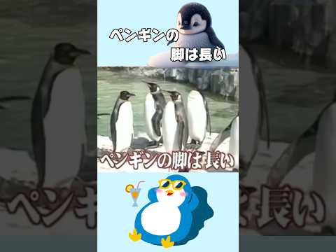 【癒し】🐧ペンギン🐧の脚は長い💡ファーストペンギンの勇気に敬意を持ってこの知識を落とし込みました✨ #shorts #ペンギン#脚#トリビア#癒し