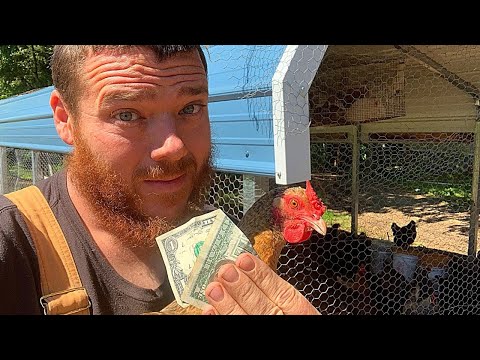 Feed Chickens & Create Compost CHEAP!