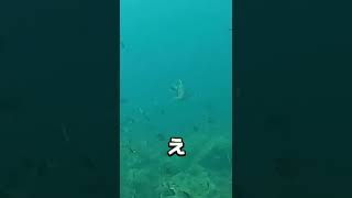 釣り人なら分かる衝撃映像