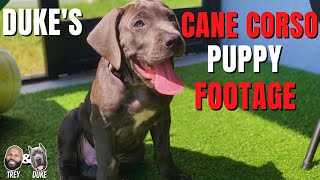 Duke's Cane Corso Puppy Footage