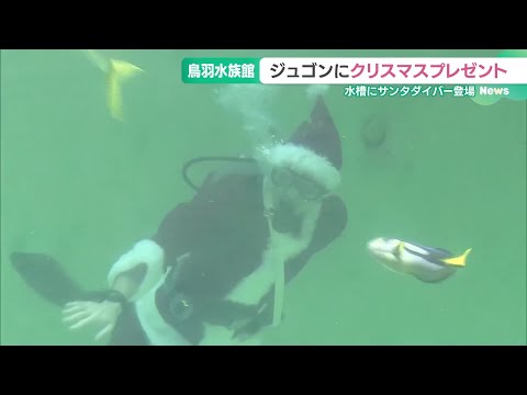 サンタクロースの恰好をしたダイバー　海の人気者にクリスマスプレゼント　鳥羽水族館 (24/12/24 16:29)