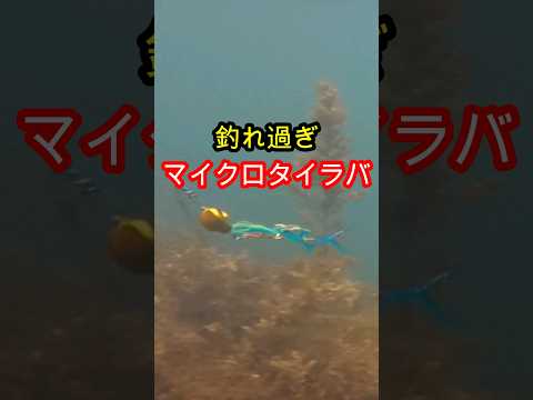 魚子ラバ ナノラバ マイクロタイラバ 良型釣れる #ショアジギング #fishing