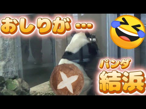 結ちゃん🎀のおしりが…🤣‼️ざわつく浜家🐼🐾