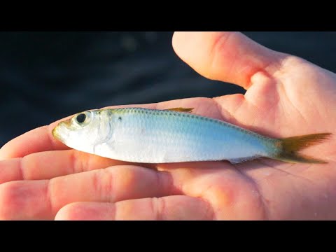 Fishing With Small LIVE Bait To Catch Redfish, Snook, and Trout