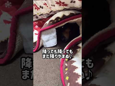 【こたつ】今年初の雪が降ったときの大吉　#shorts #犬 #大吉