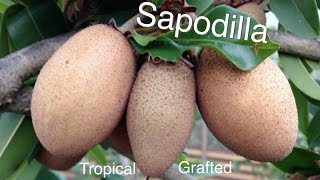 Grafted Tropical Sapodilla Fruit Tree - Growing Guide Chikoo