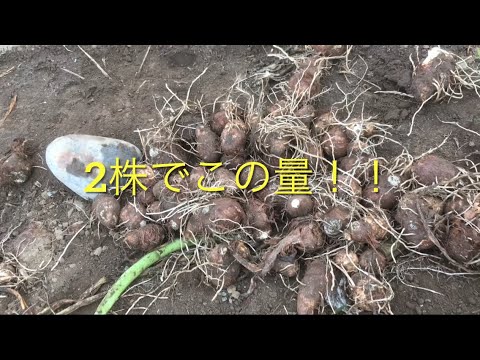 里芋　収穫　11月