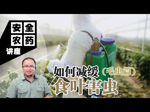 【Baba安全农药讲座】如何有机减缓食叶害虫？对付毛虫，这4个高效有机防治方法就够了！| 毛虫种类和成长周期、有机防治方法、防治注意事项 | 毛虫有机防治