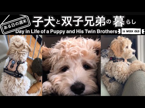 【Goldendoodle/ゴールデンドゥードル】Day in Life of a Puppy and His Twin Brothers