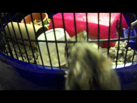 Milo the Winter White Hamster Episode 2: Unrequited Love