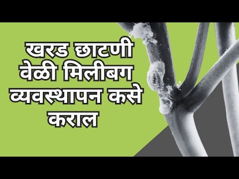 shetkari majha  | खरड छाटणी वेळी मिलीबग व्यवस्थापन कसे कराल