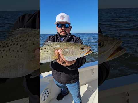 BIG Trout Caught in Tampa Bay