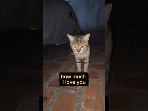 I just wanted to tell you#cat #cutecat#viralcat#trending#yutube#petlover#animallover