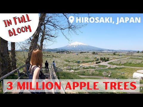 Japan Vlog - Apple Blossom Festival in Hirosaki, Aomori