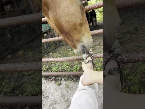 Horse Makes Funny Faces Behind the Man