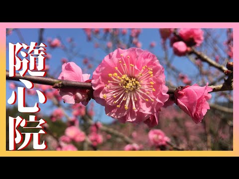 【朱印日記】隨心院的小野小町/小野梅園的朱華梅@隨心院