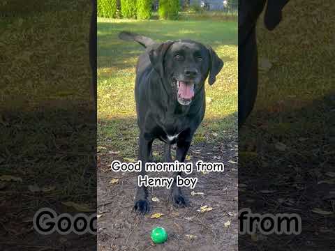 Good morning from Henry! #blacklab #lablove #blacklabrador #labradorretriever