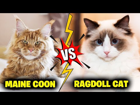 Maine Coon Vs Ragdoll Cat Breeds, 7 Major Differences