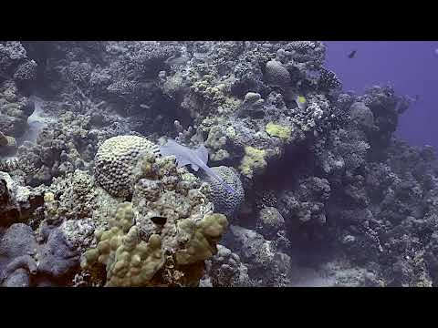 Bluespotted Stingray   2   Marsa Abu Galawa