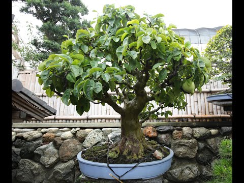 Bonsai Museum by Kunio Kobayashi, Shunka-en.