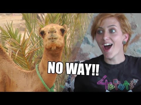 Sarah and Becca's New Pets - Four Idiots Episode 2