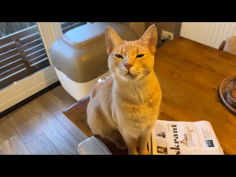 Golden boi performs the softest of meow that will melt your heart