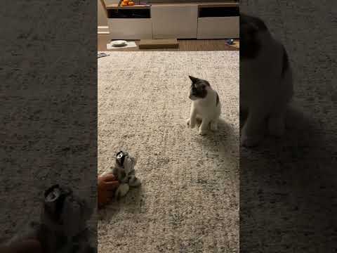 Cat vs puppy 😻#cats #funny #gameplay