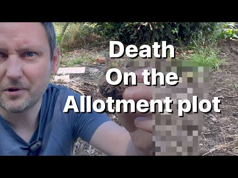 Ep 6 🌱 Transforming the allotment: Planting Carrots, Potatoes & Pruning Overgrown Trees!"