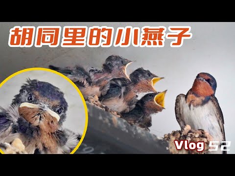 vlog | 老北京胡同裡的小燕子