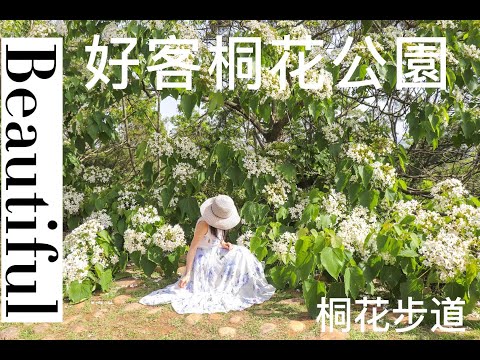 2023桐花季最新花況~-好客公園-苗栗銅鑼~每年桐花盛開桐花如雪片般飄落，木棧道堆積起靄靄白雪，如詩如畫的美景，感受山林與人生的美好。