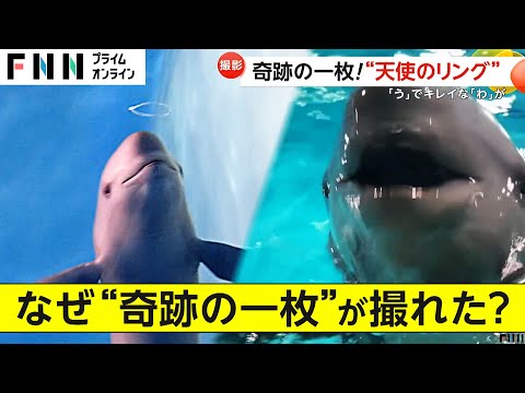 まるで天使の輪！スナメリの“バブルリング”で奇跡の一枚撮影　名前は「ひびき」　山口・しものせき水族館