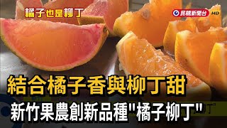 4年研發終結果！不是橘子也不是柳丁　 新品種「橘子柳丁」問世－民視新聞