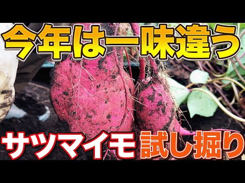 【で、でけぇぇぇ】サツマイモ試し掘りしたら予想以上の芋が取れました