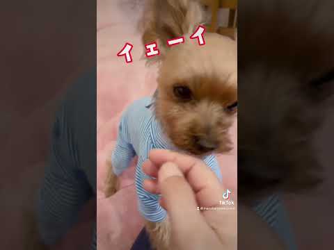 良い子にお風呂入ったごほうびを要求‼️🐶✨