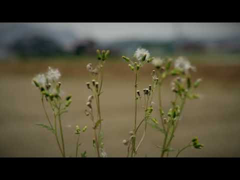 岡田周辺_香川県_丸亀市 ＃FX3