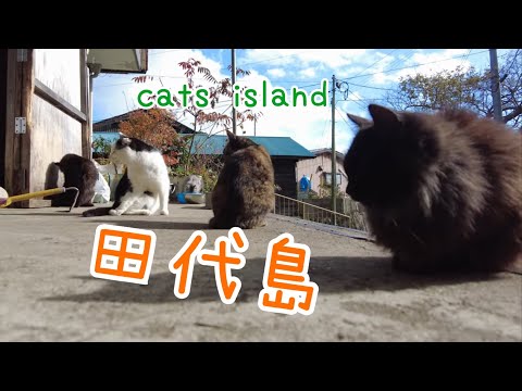 阿部ツ商店前で猫とお母さんのお話を、おすそわけ後編A story about a cat and its mother in front of Abets part 2【田代島】【２０２４冬】【猫島巡