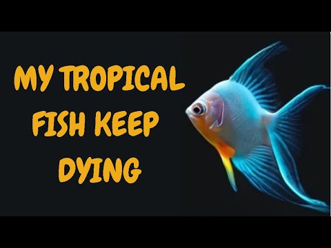 My Tropical Fish Keep Dying