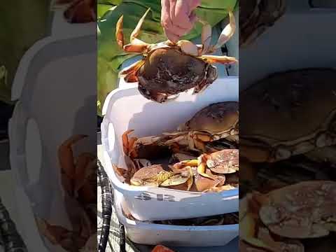 Look At All These Beauties! #dungenesscrab #ocean #crabbing