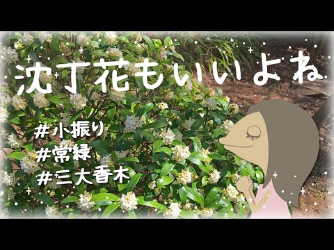 沈丁花ってどんな木か確認しておこう【植物紹介編-82】