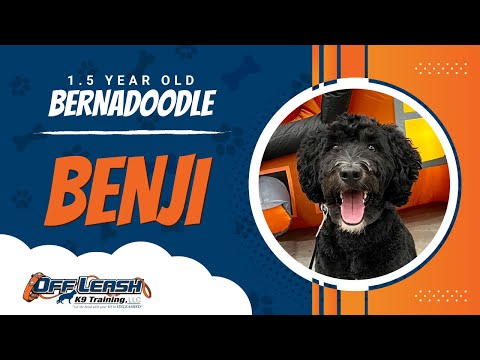 BENJI | 1.5 YR OLD | BERNADOODLE | ON LEASH | BEST DOG TRAINERS | AMAZING RESULTS | E-COLLAR RESULT