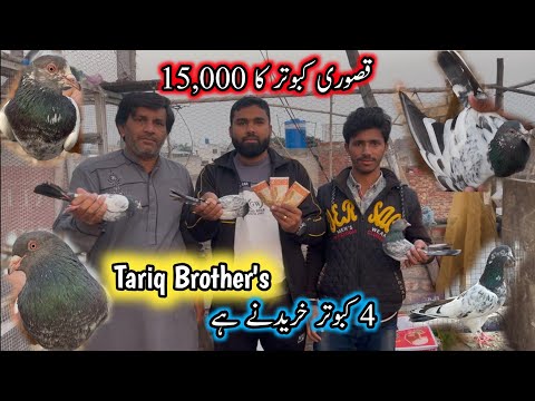 Tariq Brother's Kay 4 Kabootar Pasand A Gai 😮