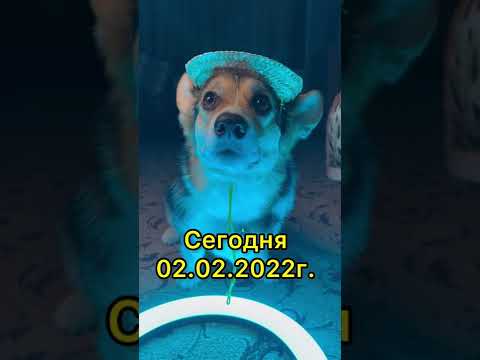 СМЕШНЫЕ ЖИВОТНЫЕ | ВОЛШЕБНАЯ ДАТА???