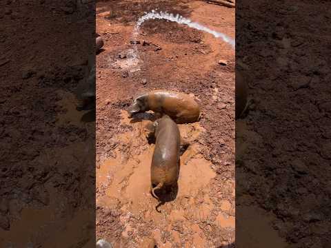 👨‍🌾  Free Range Pig Farm #wbjadventures #freerangepigs #porcocaipira