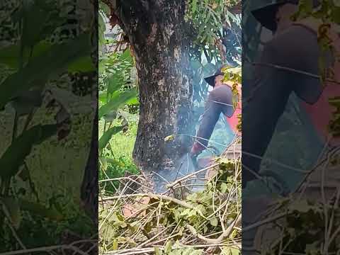 the Chainsawman cutting down a tree