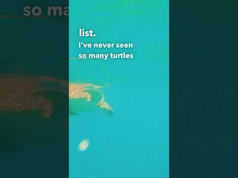 Witness Turtles Up Close: An Incredible Experience at Maho Bay, USVI