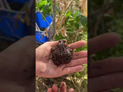 Guess what showed up in our greenhouse?