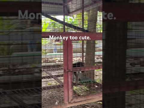 MONKEY TOO CUTE I WHAT IS YOUR NAME? #like #monkey #share #animal #zoo #naturelovers