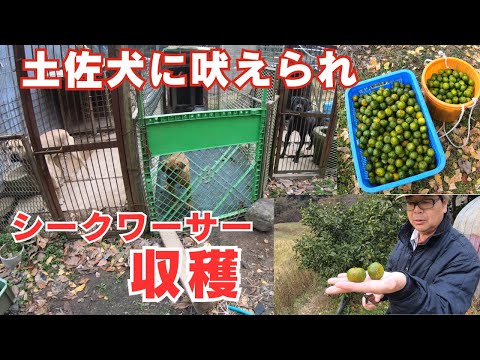 土佐犬に吠えられながらシークワーサー収穫　イノシシ肉もらう！